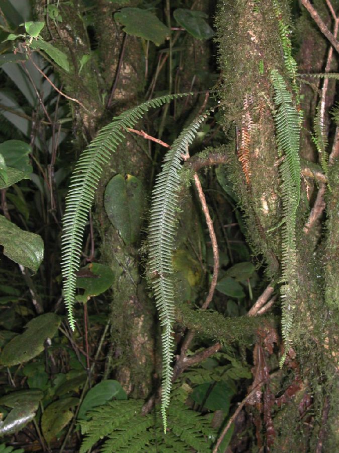 Grammitidaceae Terpsichore alsopteris