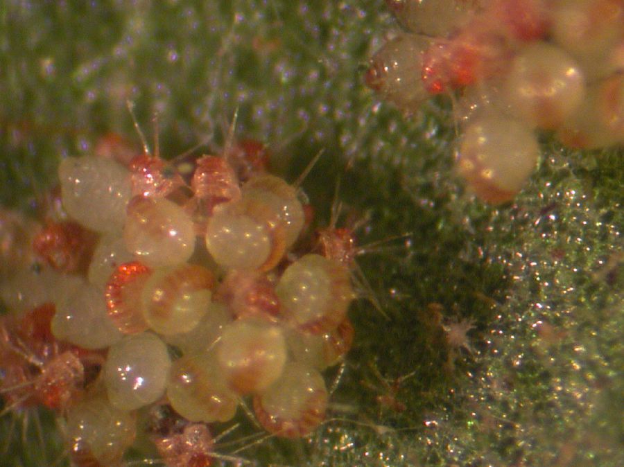 Grammitidaceae Terpsichore cultrata
