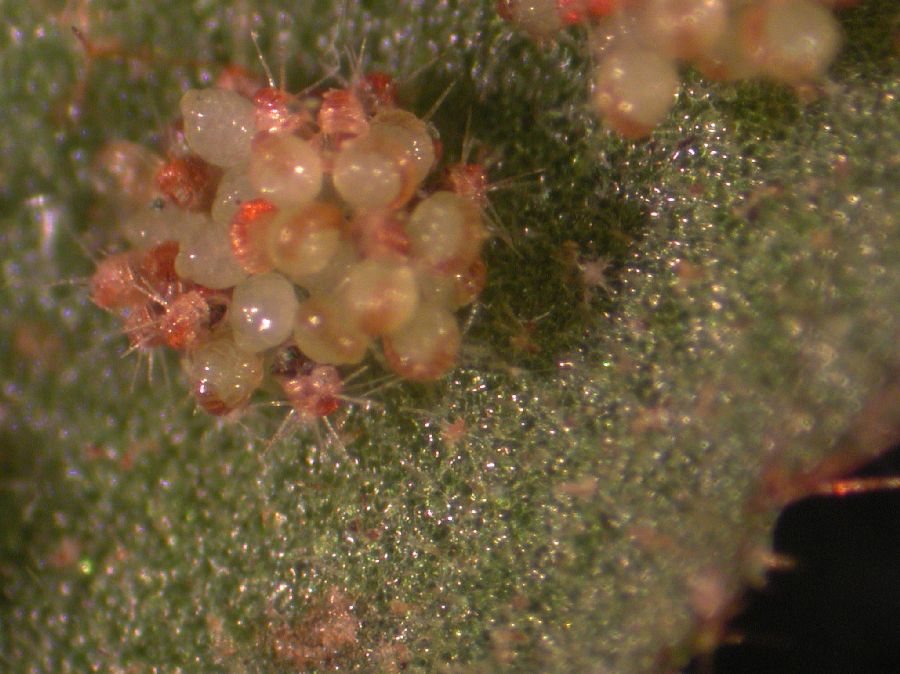 Grammitidaceae Terpsichore cultrata