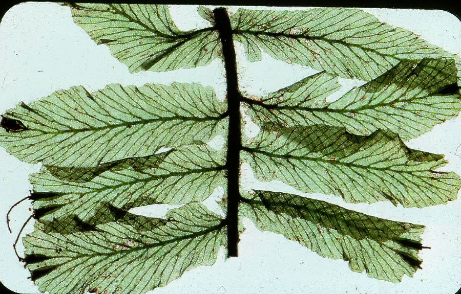 Hymenophyllaceae Trichomanes 