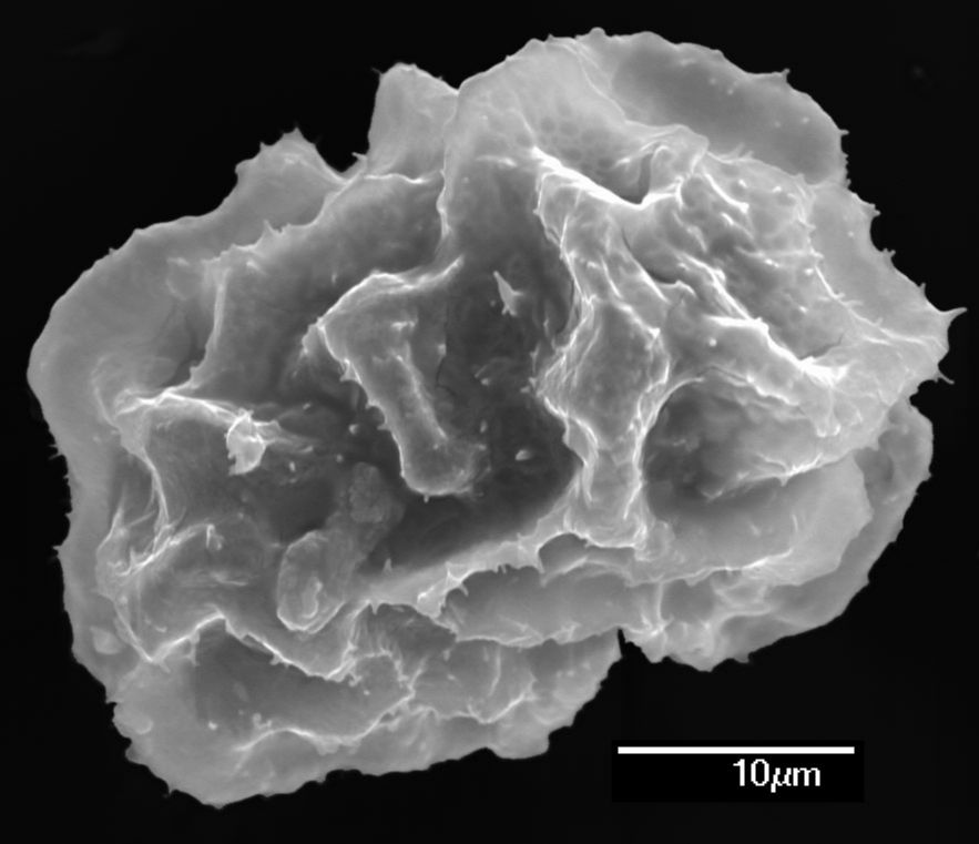 Dryopteridaceae Elaphoglossum plumosum