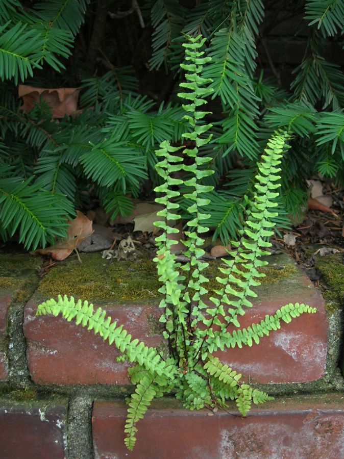 Aspleniaceae Asplenium platyneuron