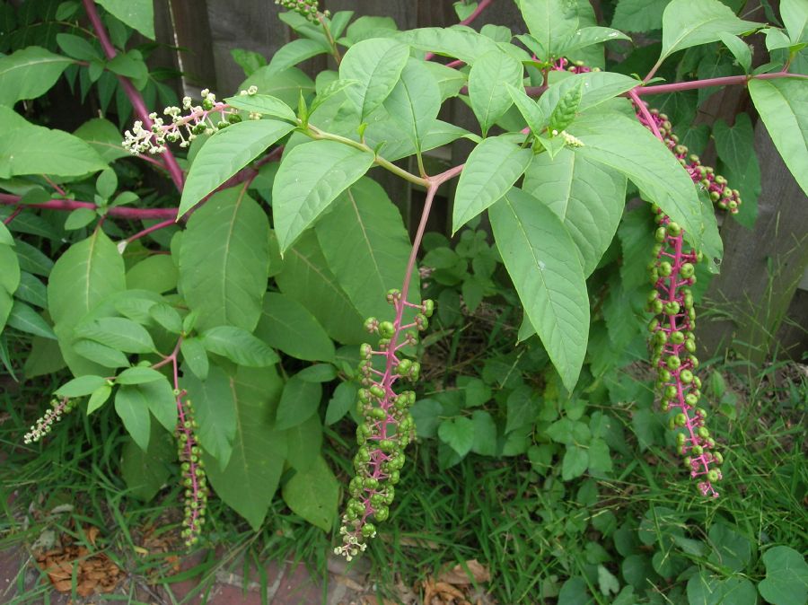 Phytolaccaceae Phytolacca americana