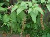 image of Phytolacca americana