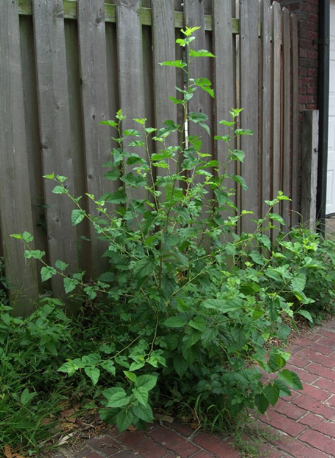 Moraceae Morus alba