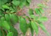 image of Cornus drummondii