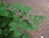 image of Fraxinus pennsylvanica