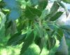image of Fraxinus 
