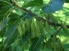 image of Fraxinus 