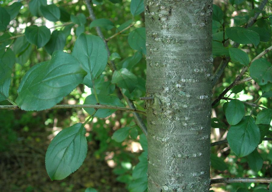 Rhamnaceae Rhamnus cathartica