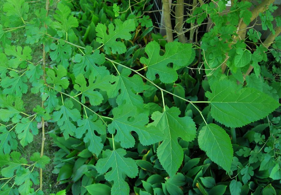 Moraceae Morus alba