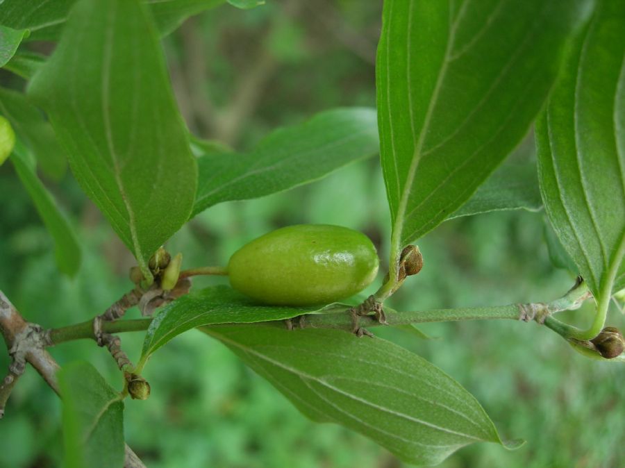 Cornaceae Cornus 