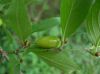 image of Cornus 
