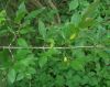 image of Cornus 