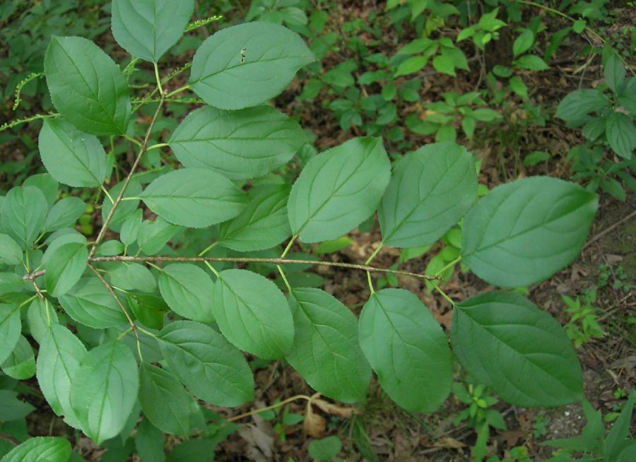 Rhamnaceae Rhamnus cathartica