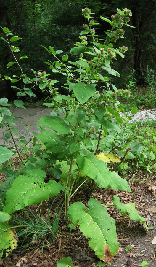 Asteraceae Arctium minus