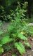 image of Arctium minus