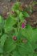 image of Arctium minus