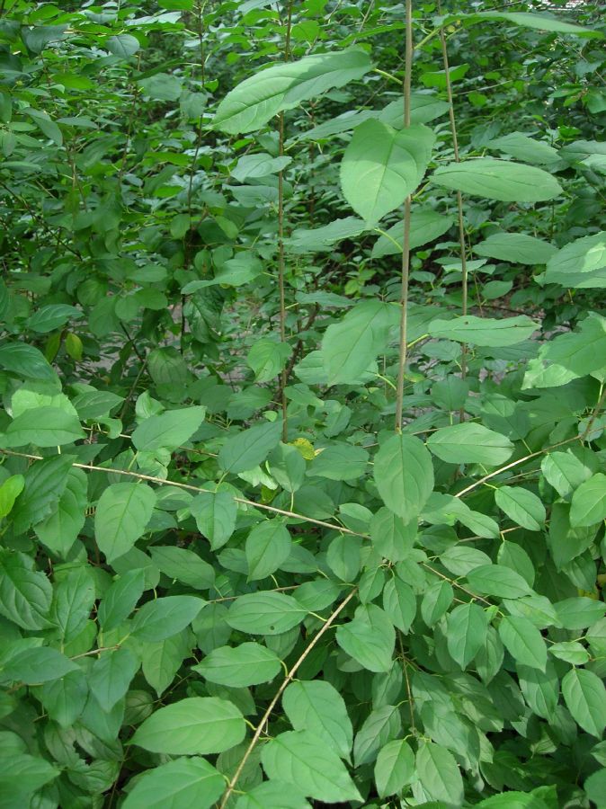 Rhamnaceae Rhamnus cathartica