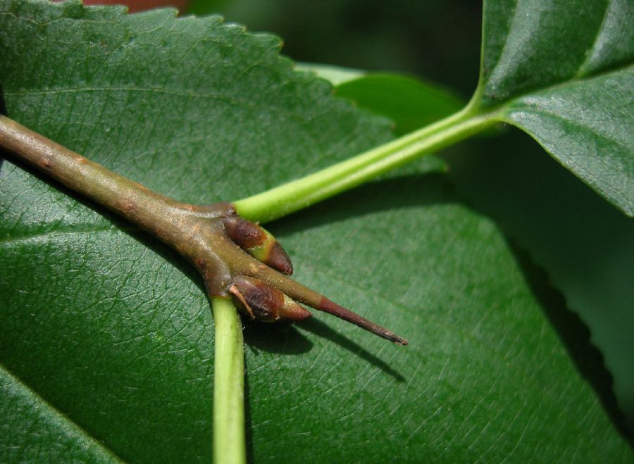 Rhamnaceae Rhamnus cathartica