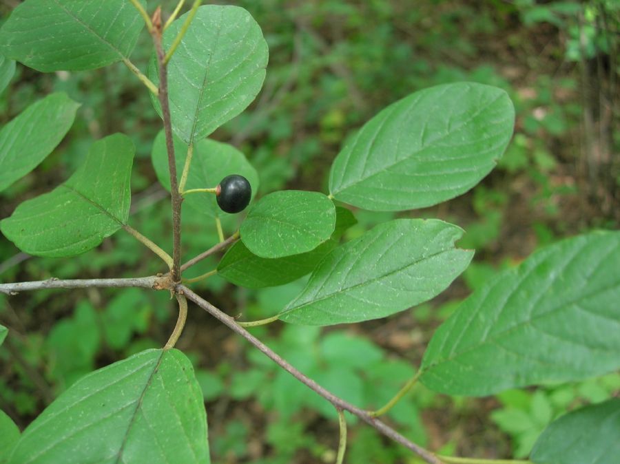 Rhamnaceae Rhamnus frangula
