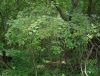 image of Cornus racemosa