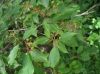 image of Cornus racemosa