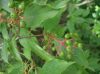image of Cornus racemosa