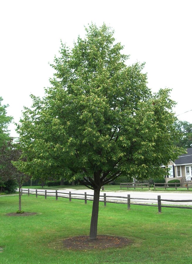 Tiliaceae Tilia cordata