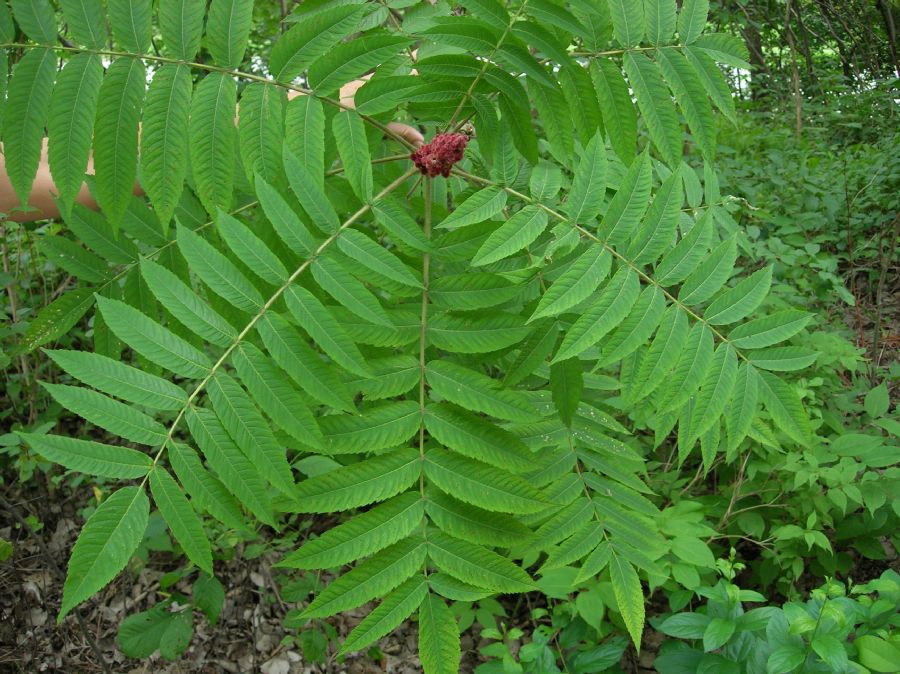 Anacardiaceae Rhus typhina
