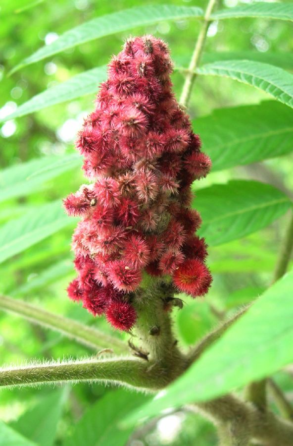 Anacardiaceae Rhus typhina