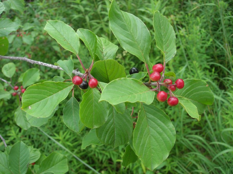 Rhamnaceae Rhamnus frangula
