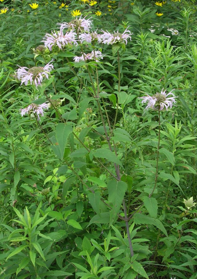 Lamiaceae Monarda fistulosa