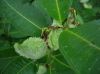 image of Asclepias syriaca
