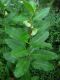 image of Asclepias syriaca