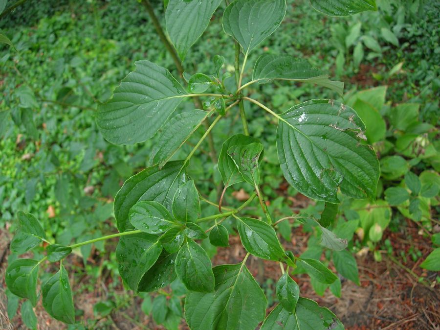 Cornaceae Cornus alternifolia