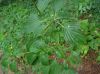 image of Cornus alternifolia
