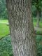 image of Fraxinus pennsylvanica