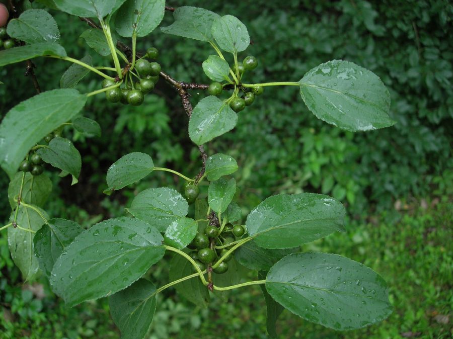 Rhamnaceae Rhamnus cathartica