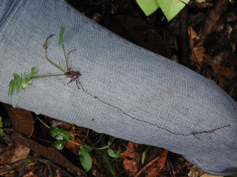 Dryopteridaceae Polybotrya crassirhizoma