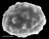image of Elaphoglossum cuspidatum