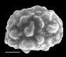 image of Elaphoglossum cuspidatum