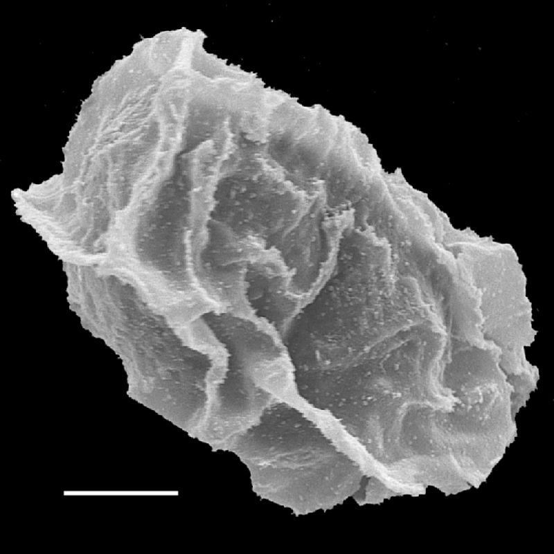 Lomariopsidaceae Bolbitis aliena