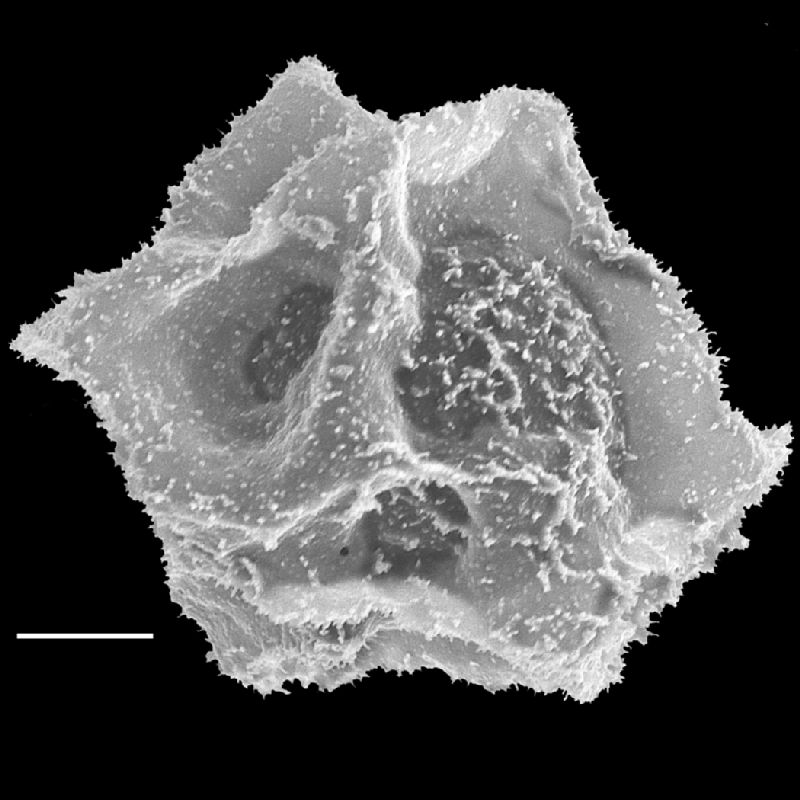Lomariopsidaceae Bolbitis aliena