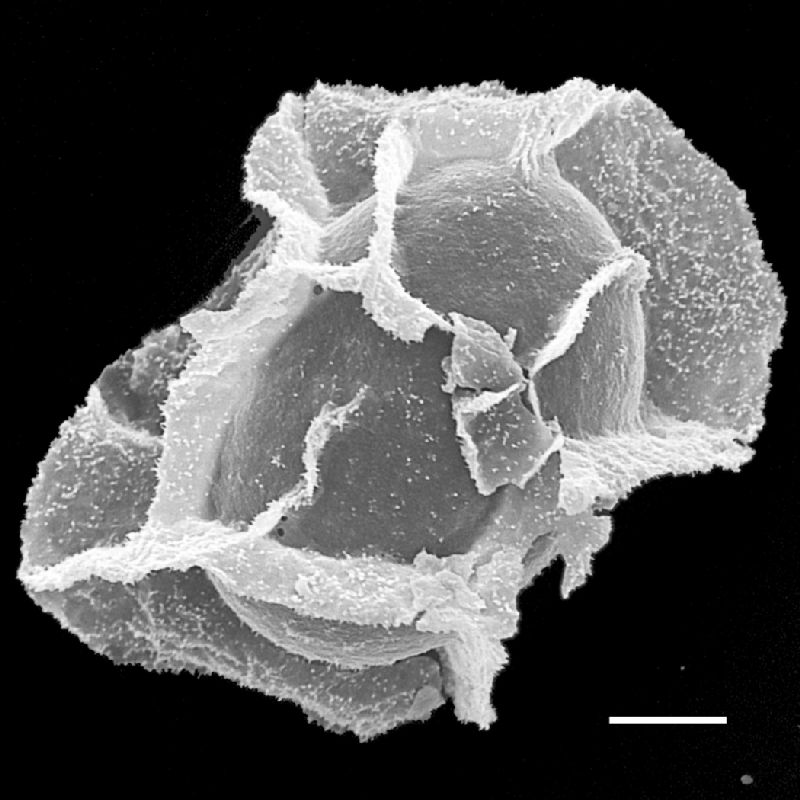 Lomariopsidaceae Mickelia hemiotis