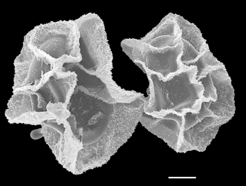 Lomariopsidaceae Mickelia hemiotis