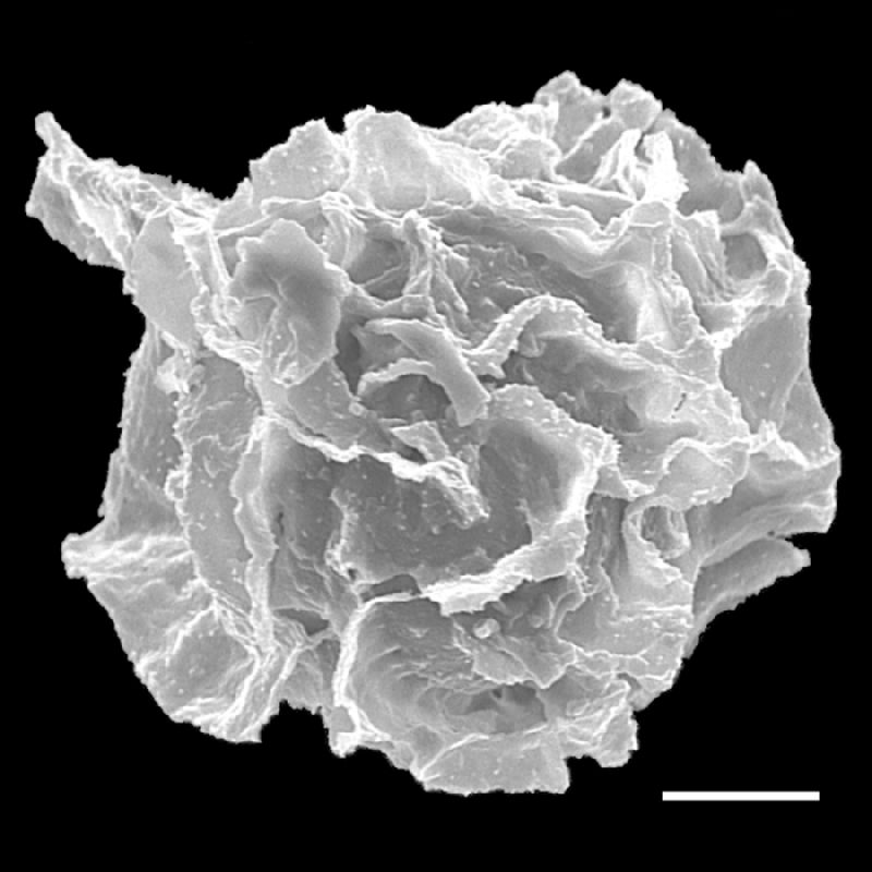 Lomariopsidaceae Mickelia oligarchica