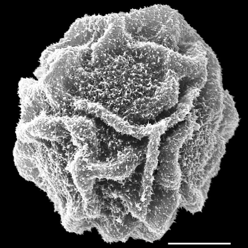 Lomariopsidaceae Bolbitis serratifolia