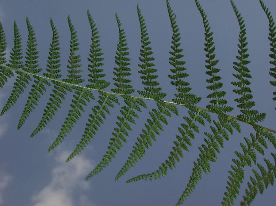 Dennstaedtiaceae Dennstaedtia punctilobula