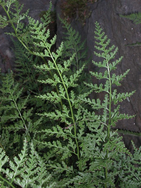 Dennstaedtiaceae Dennstaedtia wilfordii